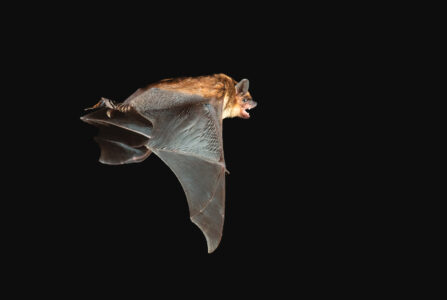 Where Do Bats Live?